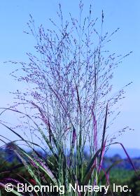 Panicum virgatum 'Dwarf'